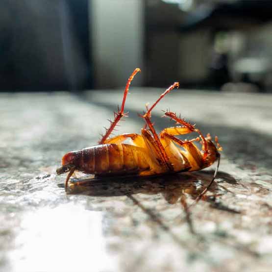 
Cockroach Control Chifley