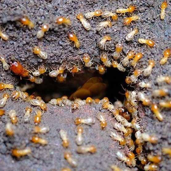 Termite Control Chifley